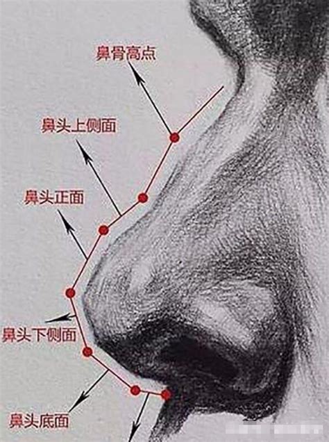 鼻子 怎麼畫|【講座】精選6個鼻子的畫法·研究